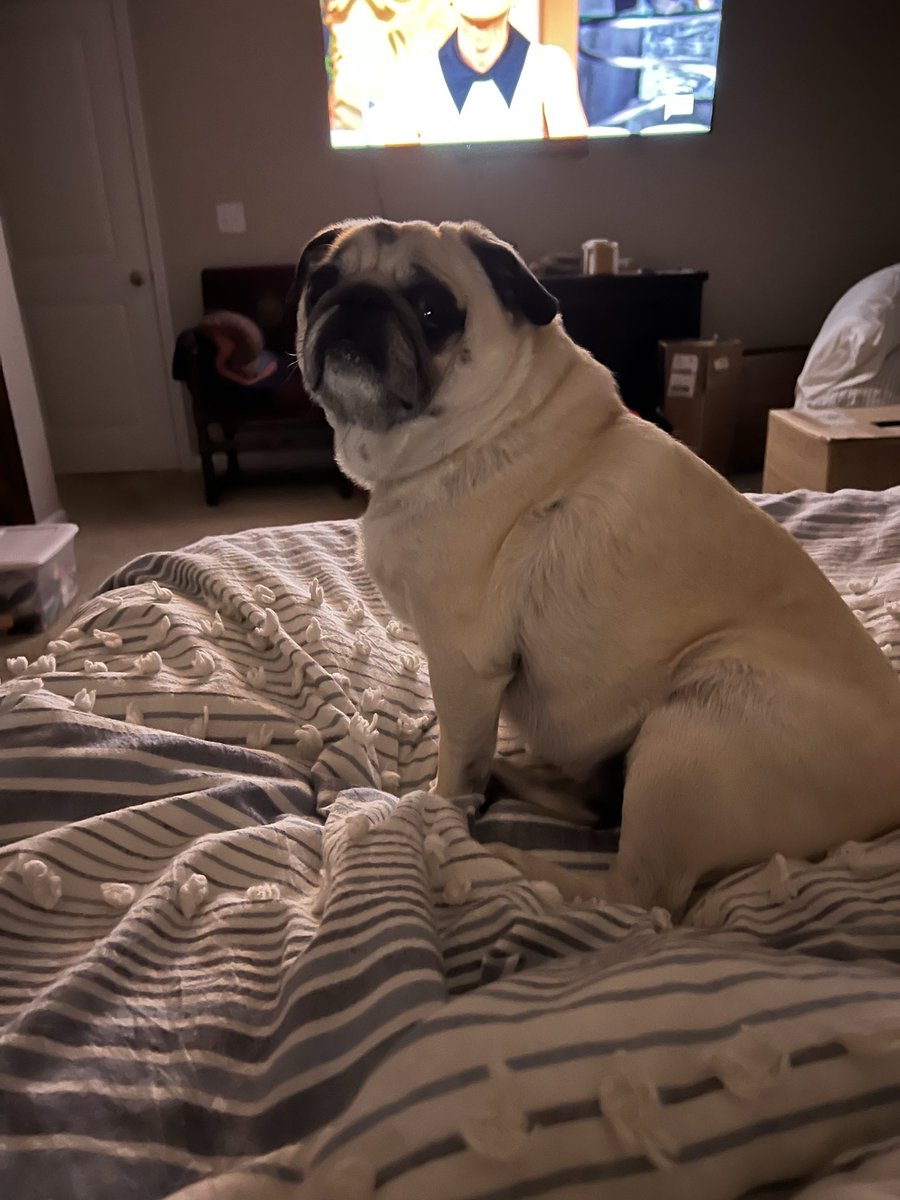 YouMeUsDesigns's tweet photo. @JaxAlemany well my husband went out of town yesterday and my Pug, Lucy decided to punish me by deciding 4:30am sounded like a good time to start the day! Come home soon, Daddy!😵‍💫 https://t.co/An8RgYXuK8