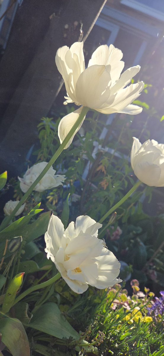 DoolanLita's tweet image. ‘As full of spirit as the month of May, and as gorgeous as the sun in Midsummer."
William Shakespeare

Happy month of May 

#Brighton #Beltane