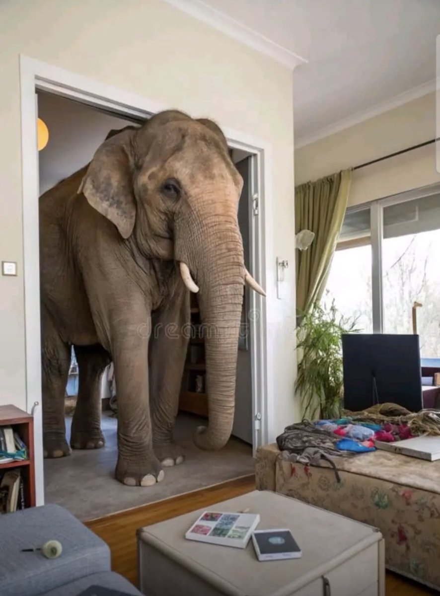 elephant tweet media