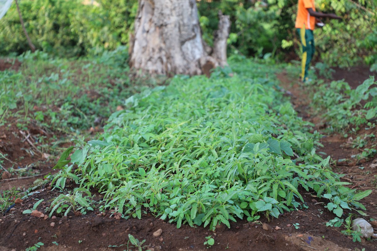 FAOCentrafrique's tweet photo. À Zémio🇨🇫, la production maraîchère change des vies.
Grâce à l’assistance fournie par la #FAO en partenariat avec l’ONG #ACRED sur appui financier de @OCHAFunds, 1166 bénéficiaires accèdent à des légumes🥬🥦🥕🍅, améliorent leur alimentation et génèrent des revenus. https://t.co/Yu6TseGS51