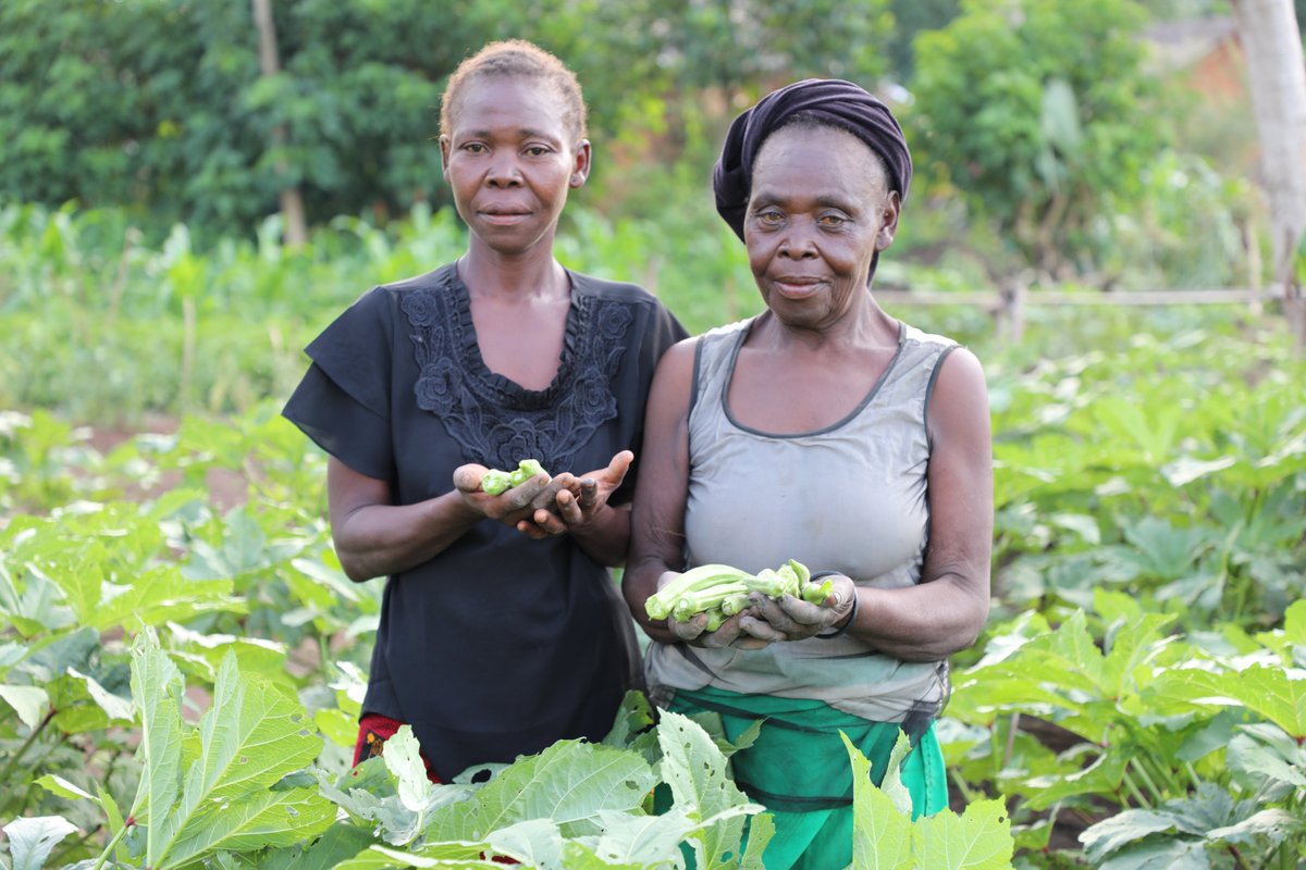 FAOCentrafrique's tweet photo. À Zémio🇨🇫, la production maraîchère change des vies.
Grâce à l’assistance fournie par la #FAO en partenariat avec l’ONG #ACRED sur appui financier de @OCHAFunds, 1166 bénéficiaires accèdent à des légumes🥬🥦🥕🍅, améliorent leur alimentation et génèrent des revenus. https://t.co/Yu6TseGS51
