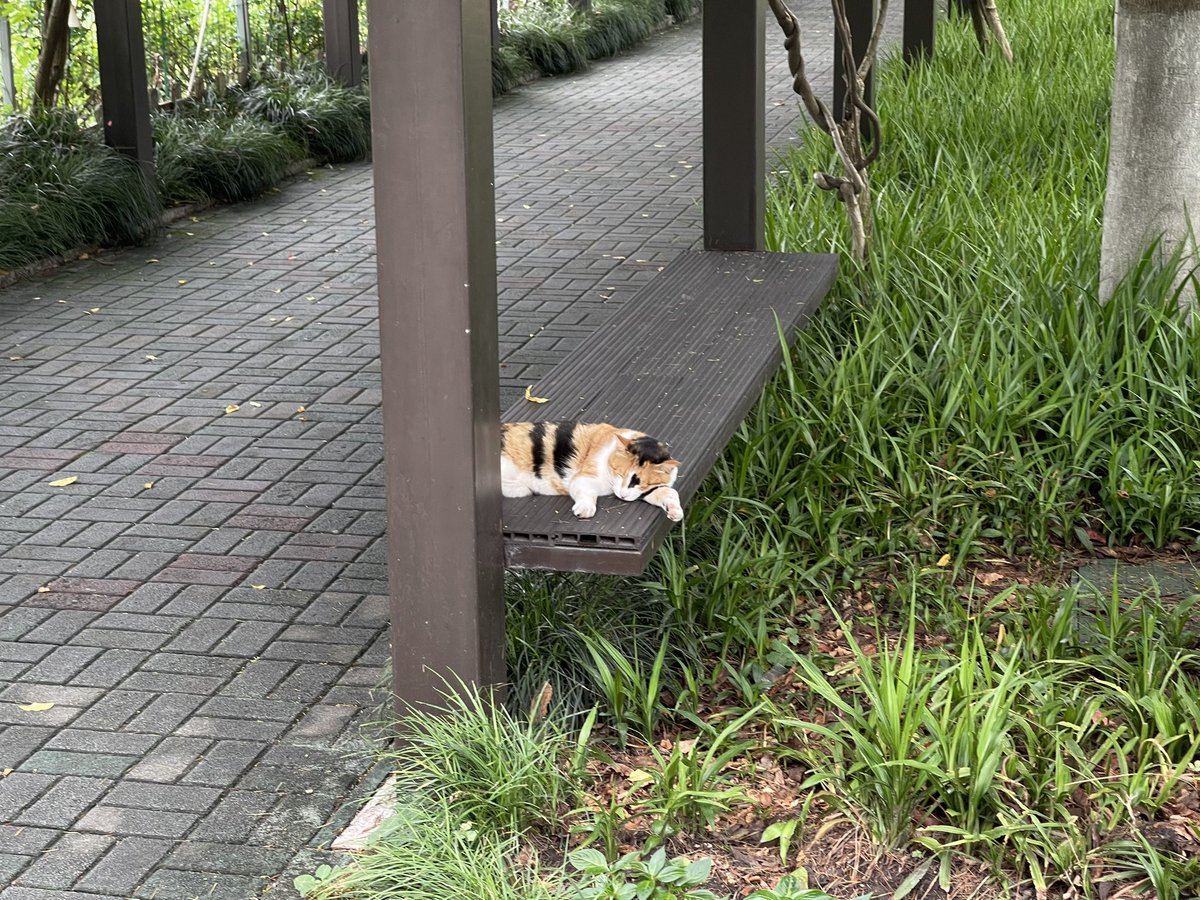 雨夜偷牛的人 tweet media