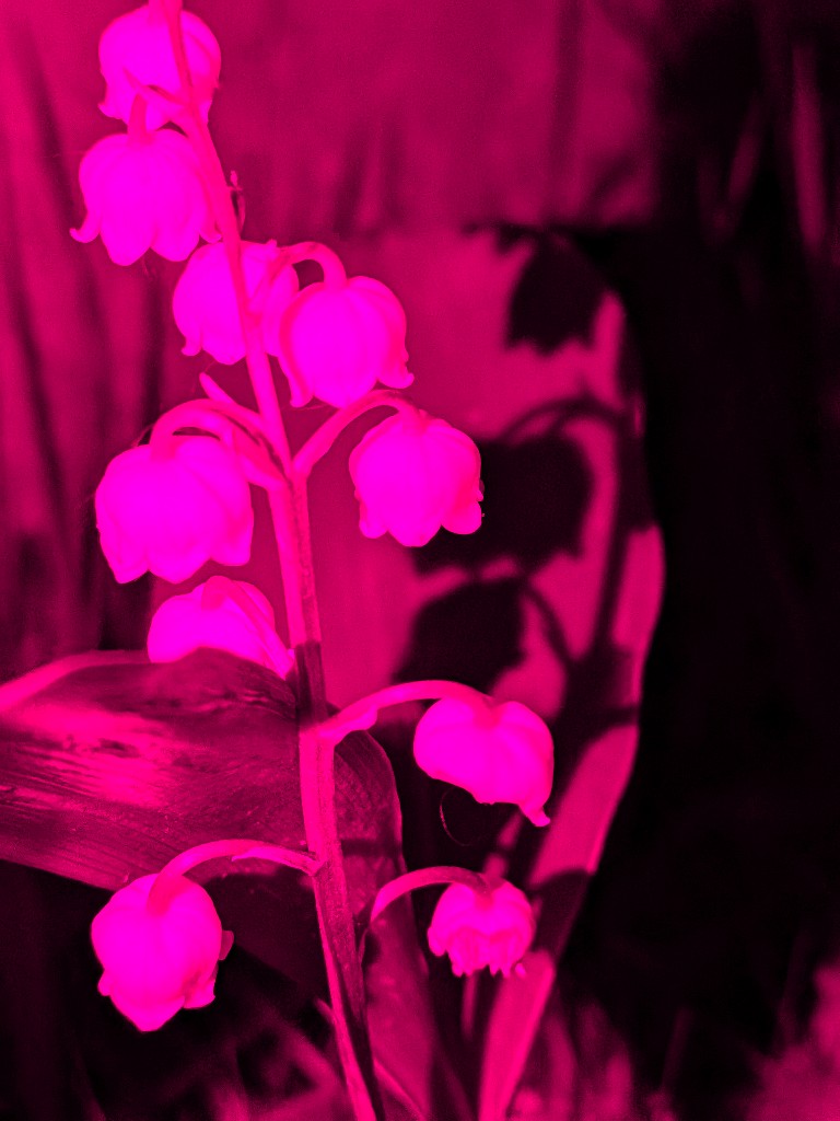 Scorpionnella7's tweet image. 🤍💟  Bon 1er mai à tous  🌸💮 Version Pop Art flashy &amp;amp; night  😂  Pour tout savoir ou presque sur la tradition du muguet le 1er mai...ainsi que sur la fleur  ⬇️

grok.com/share/bGVnYWN5…

#garden #lovenature #muguet