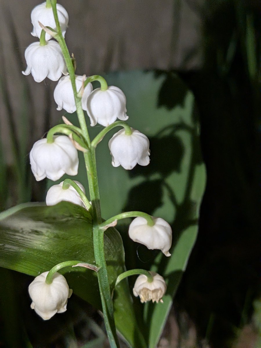 Scorpionnella7's tweet image. 🤍💟  Bon 1er mai à tous  🌸💮 Version Pop Art flashy &amp;amp; night  😂  Pour tout savoir ou presque sur la tradition du muguet le 1er mai...ainsi que sur la fleur  ⬇️

grok.com/share/bGVnYWN5…

#garden #lovenature #muguet