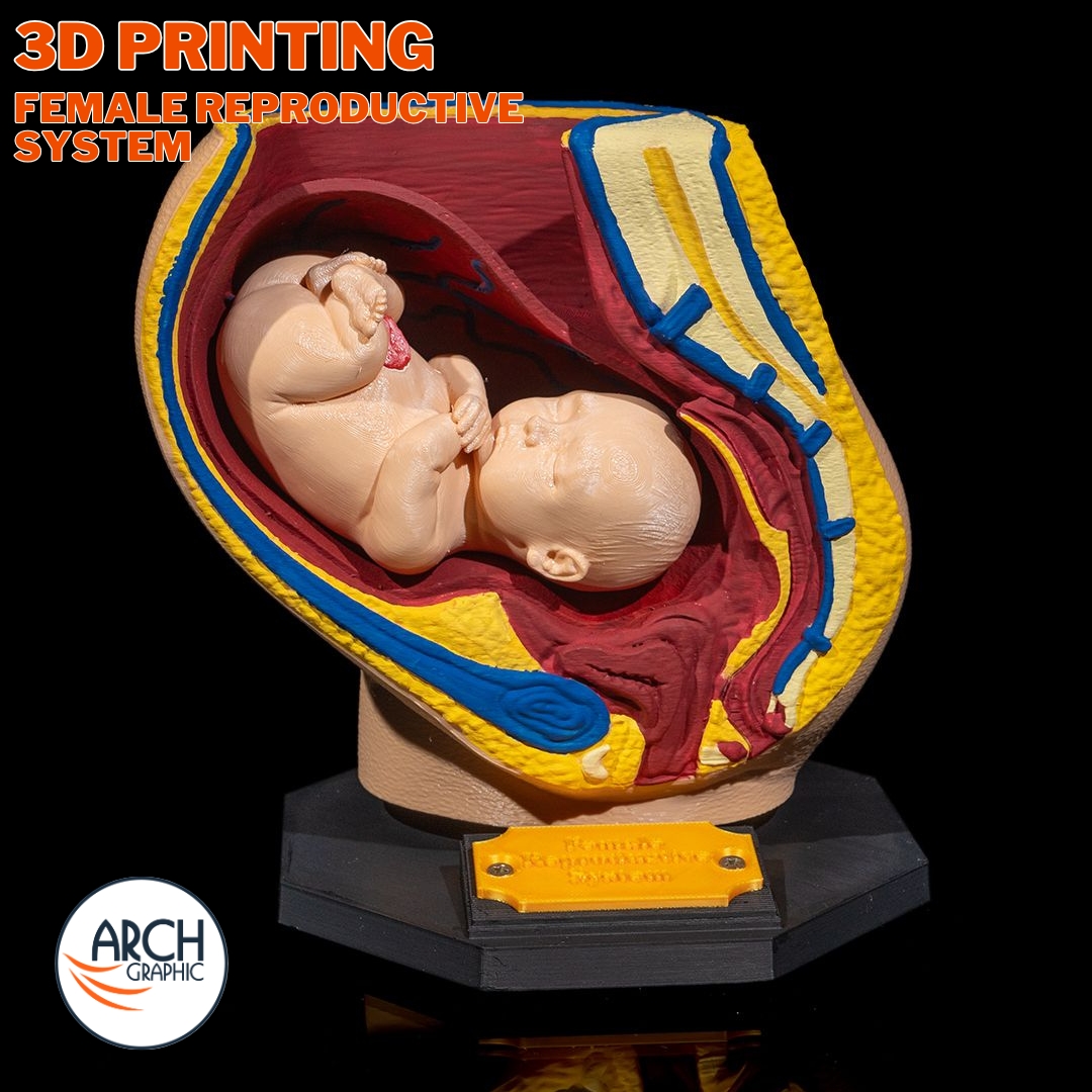 3d_archgraphic's tweet image. Experience precision with our 3D printed anatomical models. Al Qaws provides high-detail replicas for medical training and gynecology studies in Sharjah. Enhance clinical education with realistic tools today. Contact us to order your professional model. 🩺🔬✨
#UAE #3D