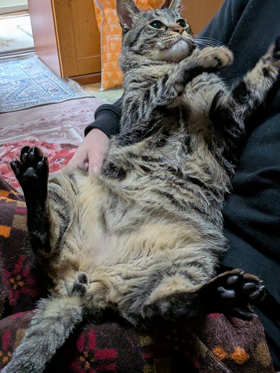 猫と暮らす生活