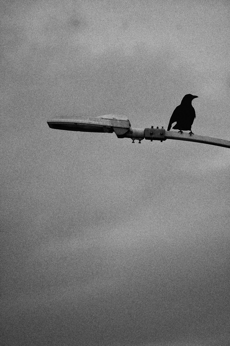 Gz_Quozy's tweet image. 日没の片瀬海岸

#blackandwhite #streetphotography #片瀬海岸 #江ノ島