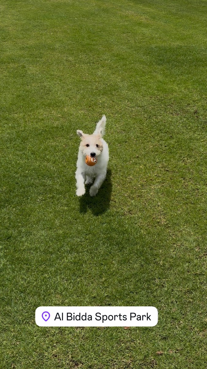 CesarWazen's tweet image. #Doglover #Jackrussellterrier #Doha