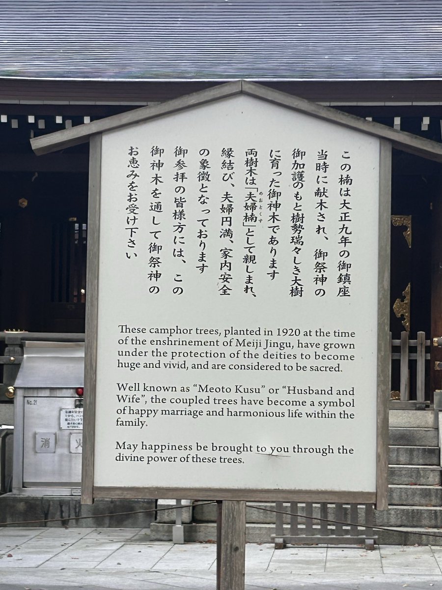 明治神宮の夫婦楠

#ゆずさんぽ