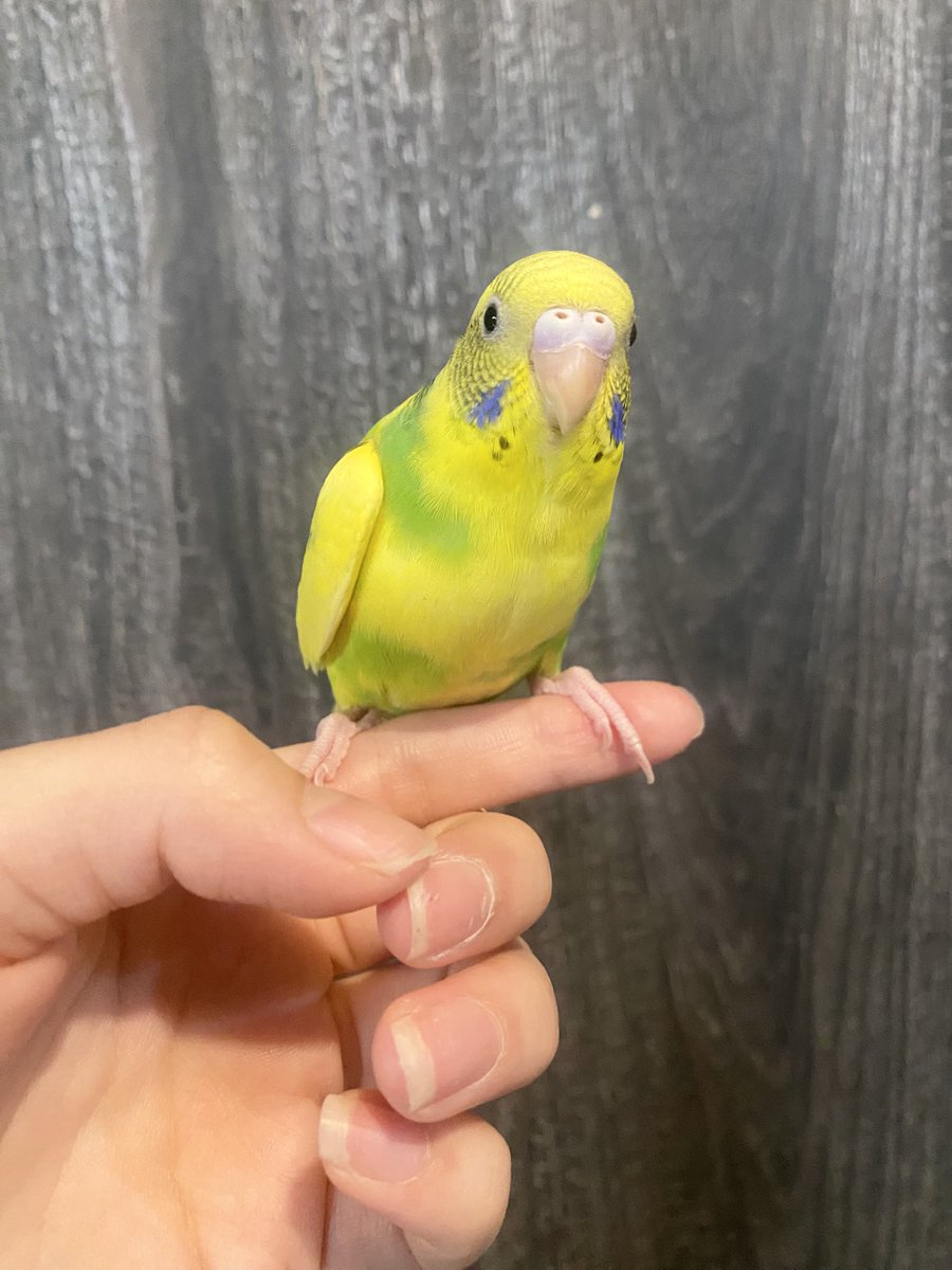 Ricky0108___'s tweet photo. ハルクインちゃんまだお迎え募集中です🍋
さし餌終わってます！手乗りちゃんです♩ https://t.co/CxTmu9CA8t