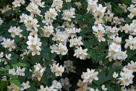 thegardenvsw's tweet image. The old syringa or Mock Orange is another easy-going shrub, too often forgotten. Personally, I like the early, very sweet-scented species called Philadelphus coronarius, found in most old #gardens. #gardening