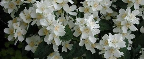 thegardenvsw's tweet image. The old syringa or Mock Orange is another easy-going shrub, too often forgotten. Personally, I like the early, very sweet-scented species called Philadelphus coronarius, found in most old #gardens. #gardening