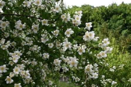 thegardenvsw's tweet image. The old syringa or Mock Orange is another easy-going shrub, too often forgotten. Personally, I like the early, very sweet-scented species called Philadelphus coronarius, found in most old #gardens. #gardening