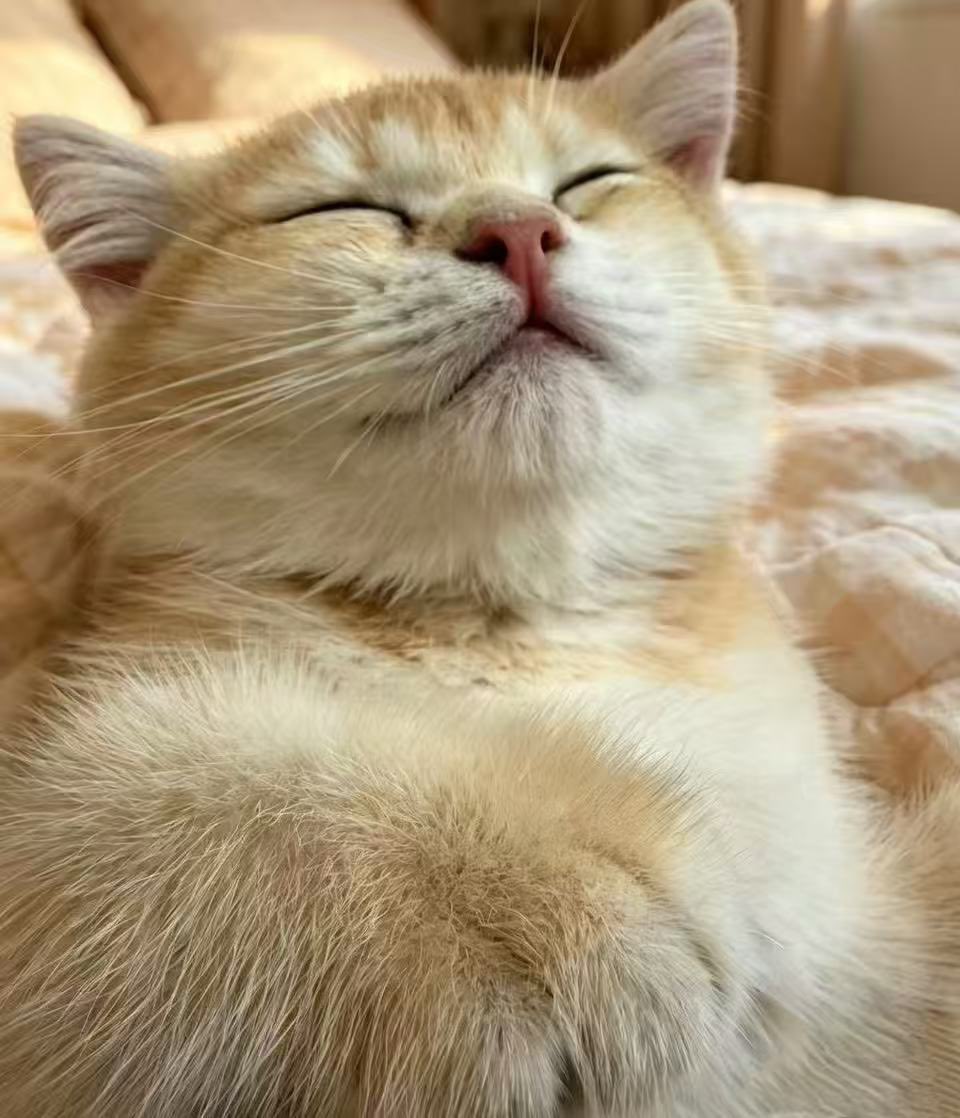 CryptoCat|猫姐🐈 tweet media