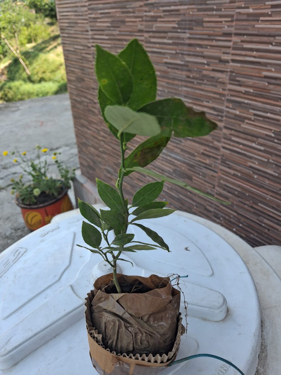 vijaysh58747456's tweet image. Dear folks, do you find this as chandan tree or does it look like lemon 
Only the sellers can fool #amazon as it's a company from America and it's hard for them to understand what chandan tree look like .
#nonsense #cheating #onlineplatform  #daaku #chorhaiamazon