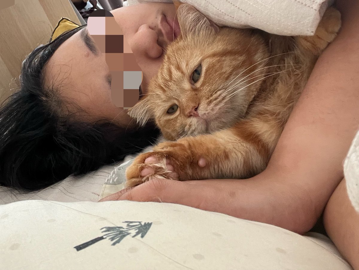 Adung & Imut 🐈 tweet media