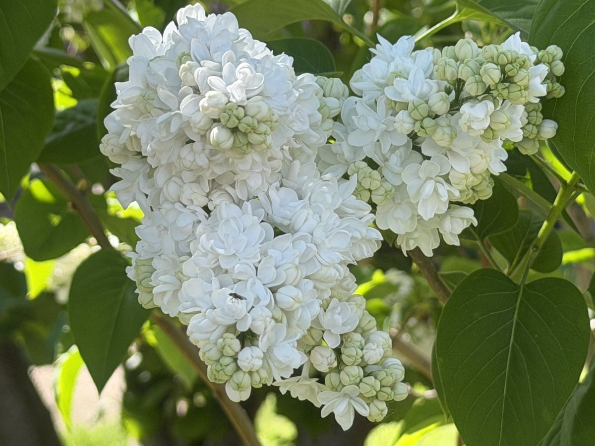 MANDARINLEISURE's tweet image. Happy 1st May everyone. Enjoy the sunshine if you have it and don’t forget to marvel at the nature around you.

Here’s a Lilac to help brighten your day 😀

#LincsConnect 
#English #CountryGarden