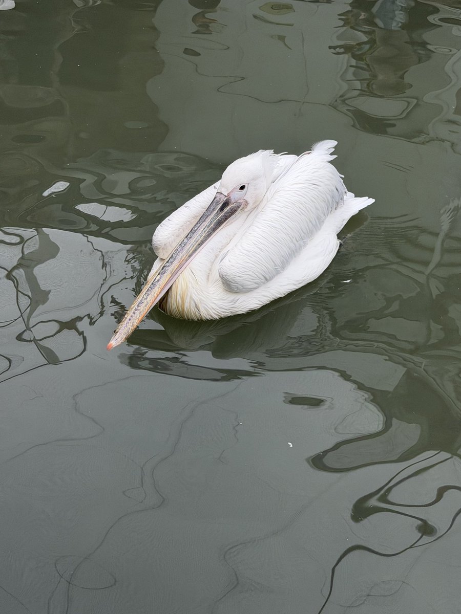 魚醬` 子 tweet media