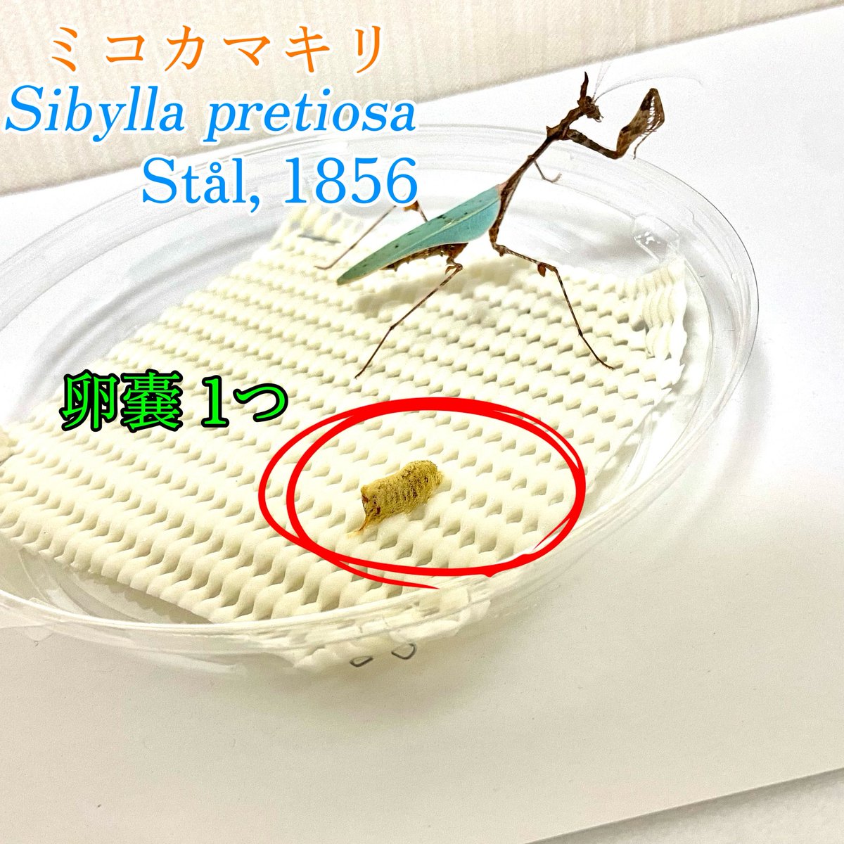Shiina_insectS's tweet photo. 【販売ツイート】

GWセール！
おしながきは1枚目の写真から👇🏻

大変貴重な種類が揃っております✨
お求めの方はDMにて、その旨伝えてください😊 https://t.co/MtdWtL9q3A