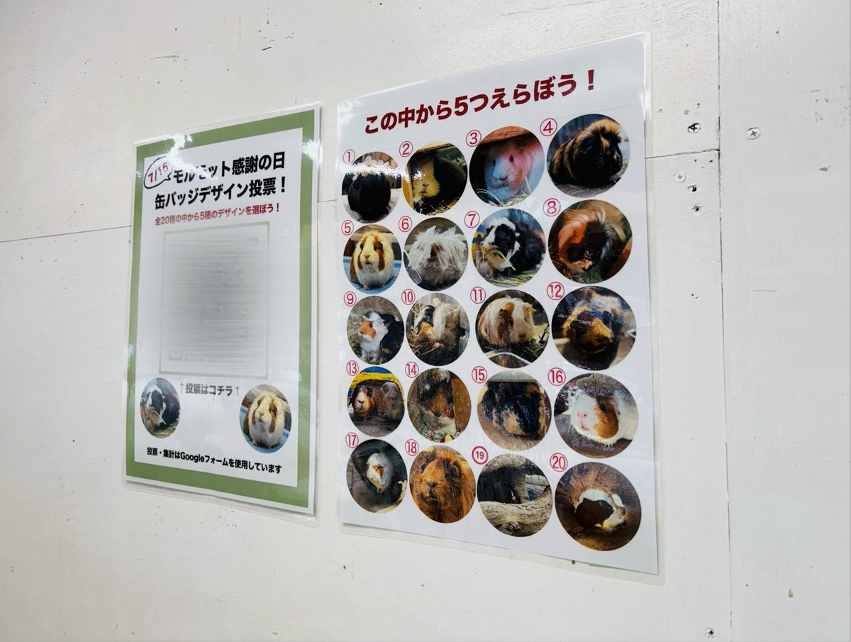 chausuyamazoo's tweet photo. 🐹本日より投票スタート！🐹
投票用QRコードは子供動物園、売店、南・北口に掲示中✨
入園された方限定となりますので、是非 #GWは茶臼山動物園へ ！！

 #茶臼山動物園  #城山動物園
 #モルモット #モルモット感謝の日 https://t.co/qhYhJkoYIP