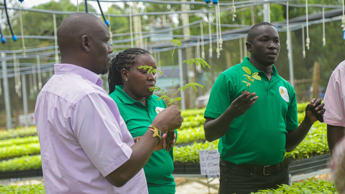 UTGAutga2's tweet photo. Growing the future, one seedling at a time. 
 At UTGA Mode Nursery in Kiwawoo, members admired the dedication behind raising healthy seedlings for Uganda’s forestry sector.

Join the movement for greener growth. https://t.co/cQzx2GL6P2