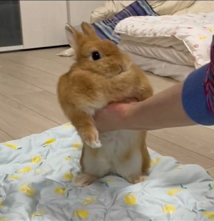 Cutes Animals tweet media
