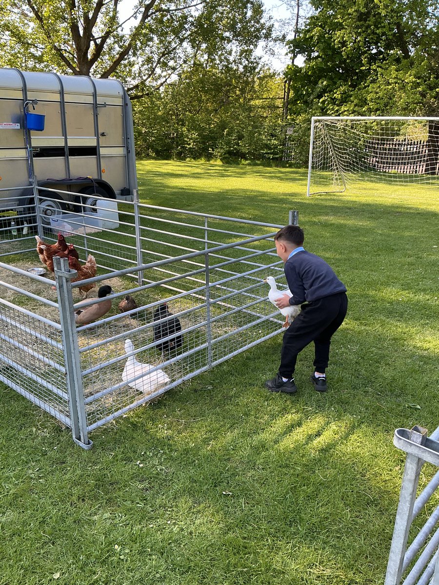 StPetersYear1's tweet photo. Year 1 loved having the farm visit today! 🦙🐣🚜🤩 @StPetersAshton https://t.co/5MiNqhvmZ9