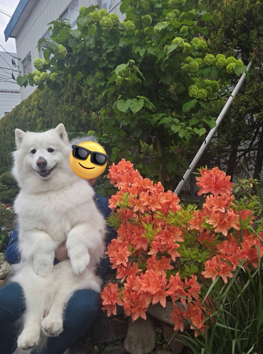 sammooom's tweet photo. 今年もわが家の
やまつつじ　満開となりました。 https://t.co/2BBhIAPRoO