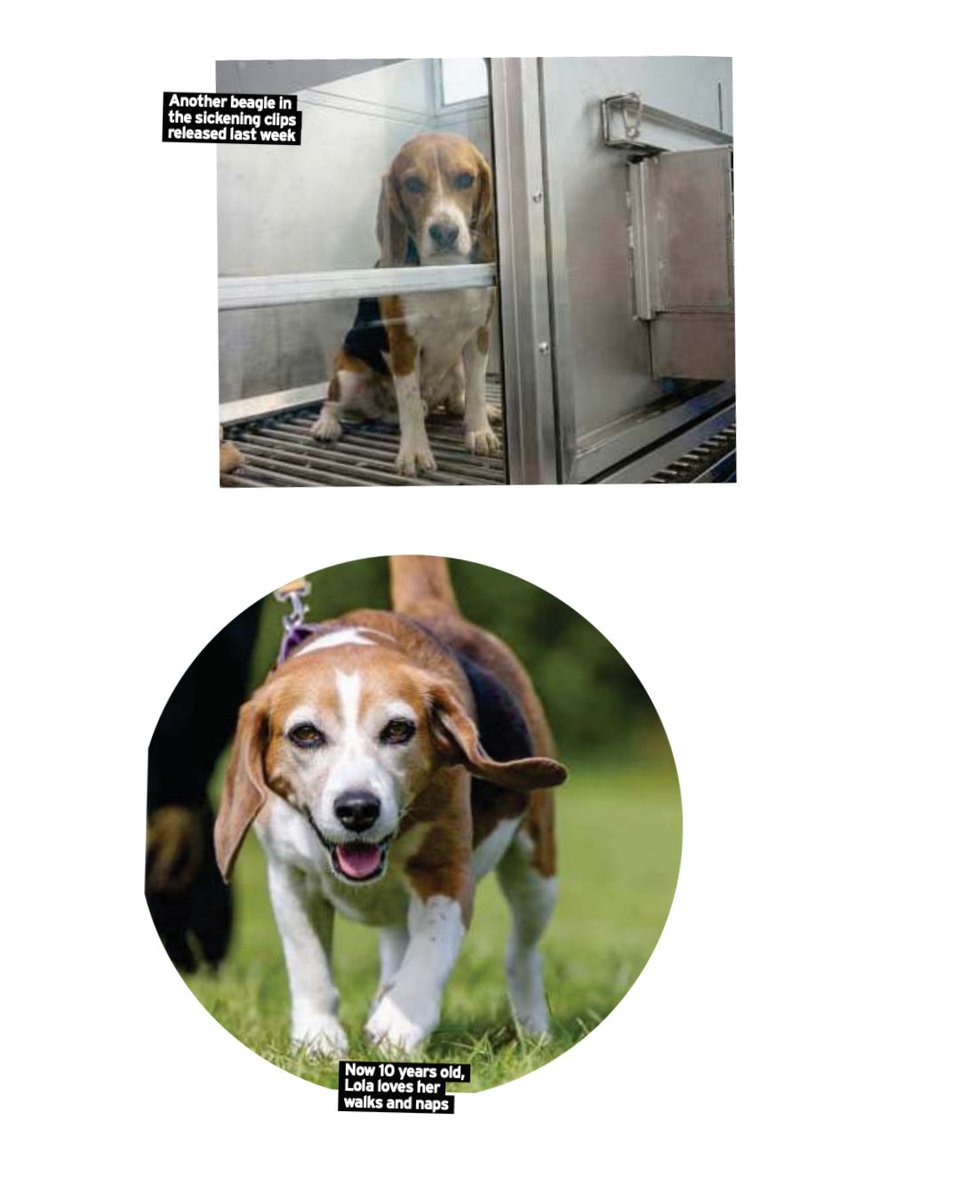 Animal Aid tweet media