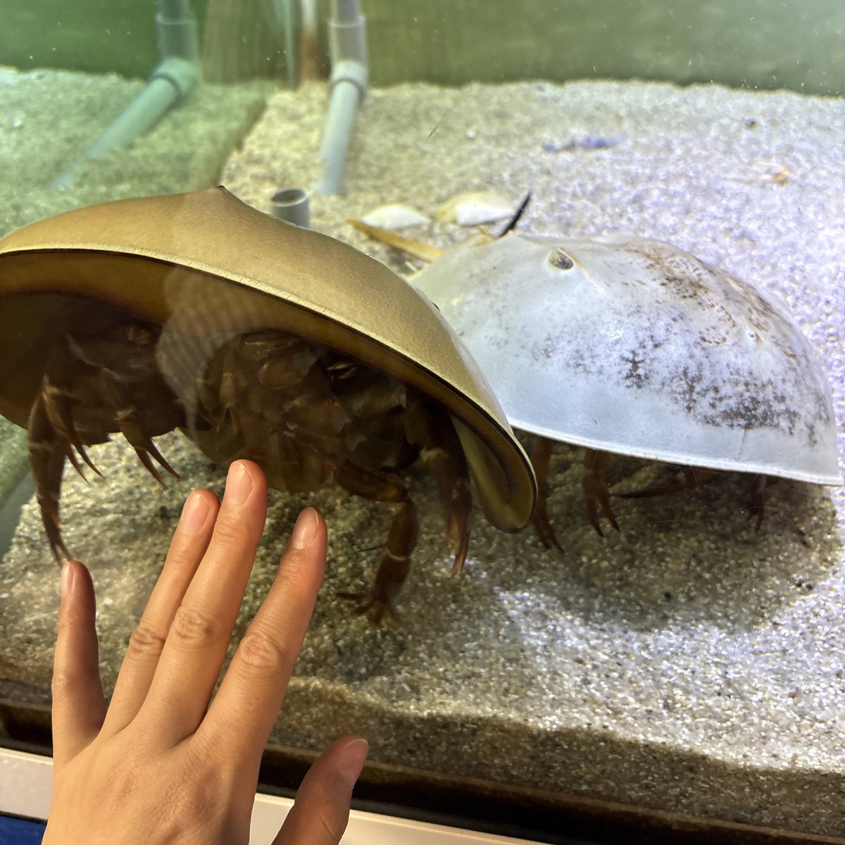ファンサが手厚いカブトガニちゃん 白い方はアメリカカブトガニ(最大