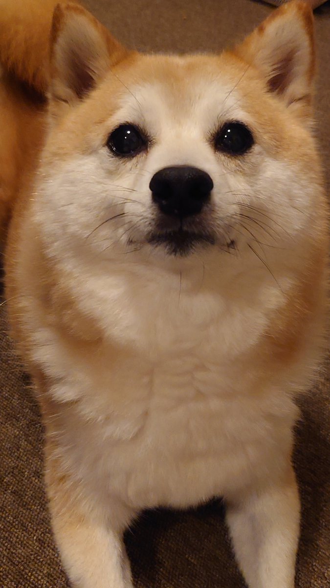 柴犬ししまる (@sisi3po) / Posts / X