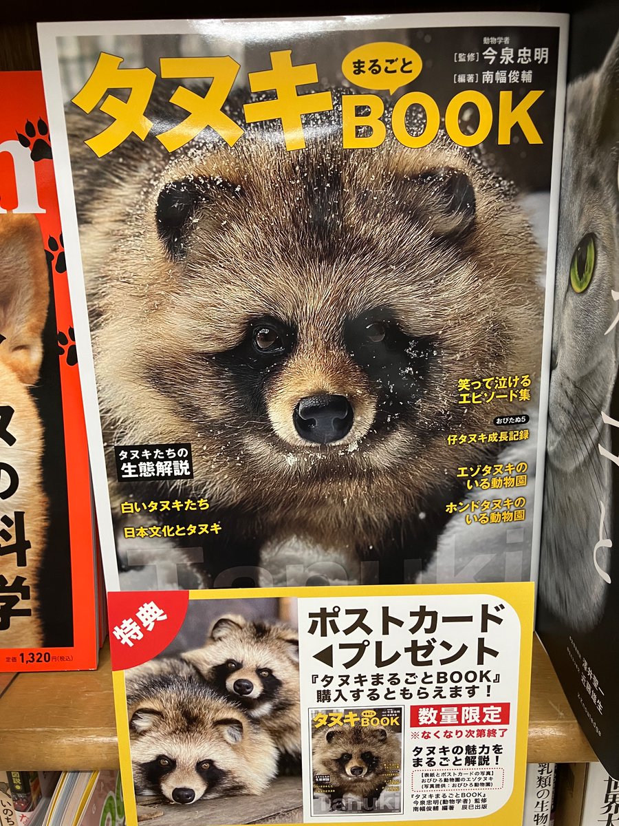 新刊入荷】 『タヌキまるごとBOOK』今泉忠明 監修・南幅俊輔 編著