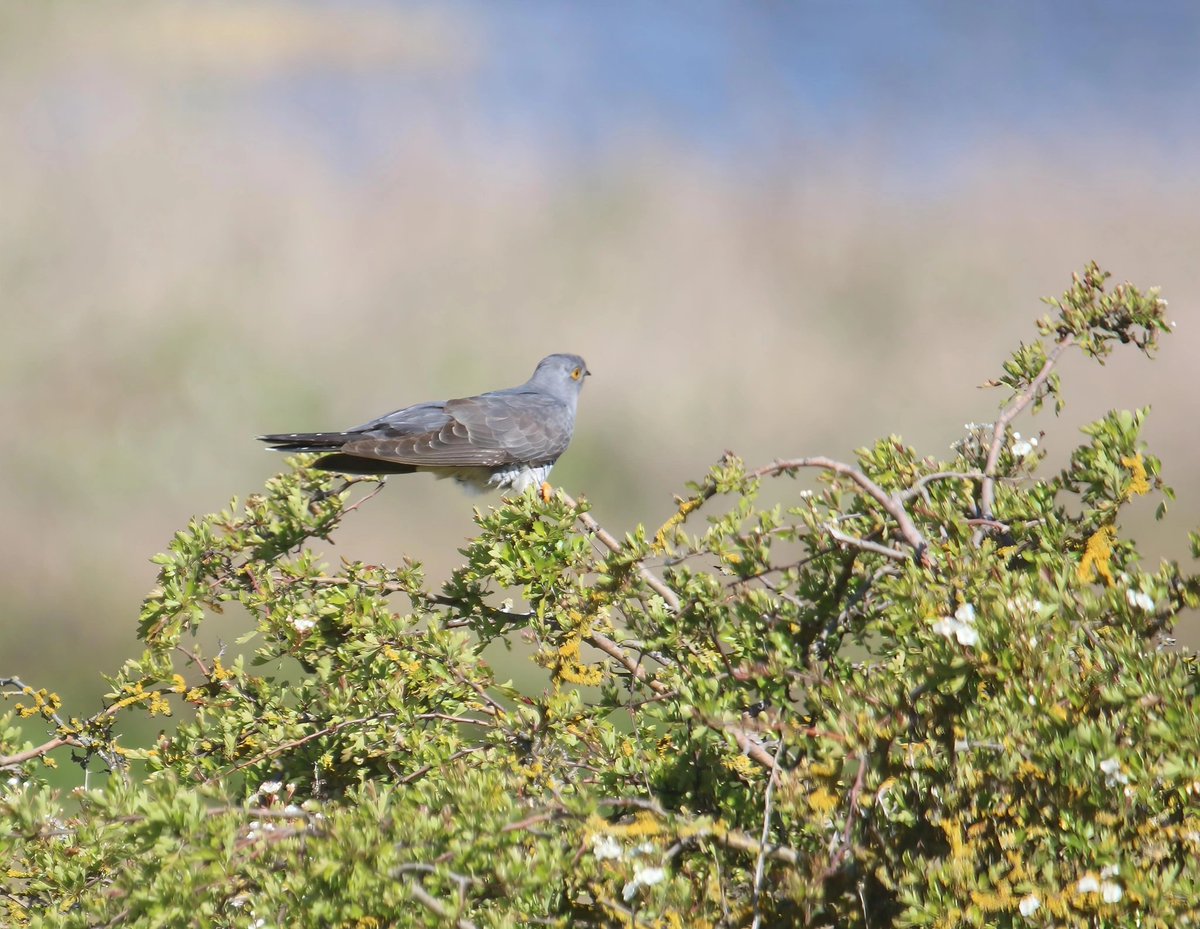 wildlife nick tweet media