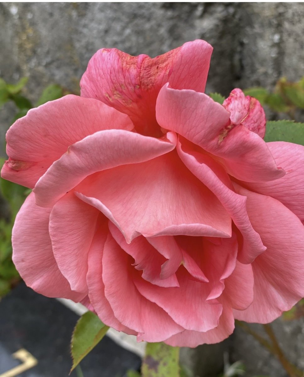 breeda_murphy's tweet photo. From #CameraRoll taken August 2023, a beautiful #Rose blooms in the #MemorialGarden of #Tuam #MotherAndBabyHome.  The grey boundary wall in background.  Seven Hundred and Ninety Six Babies &amp; Children perished here; with no #BurialRecords Team #ODAIT currently excavating the site. https://t.co/cmC1ceN0xx
