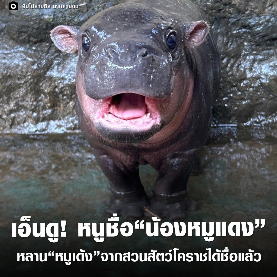 ช ิ holic tweet media