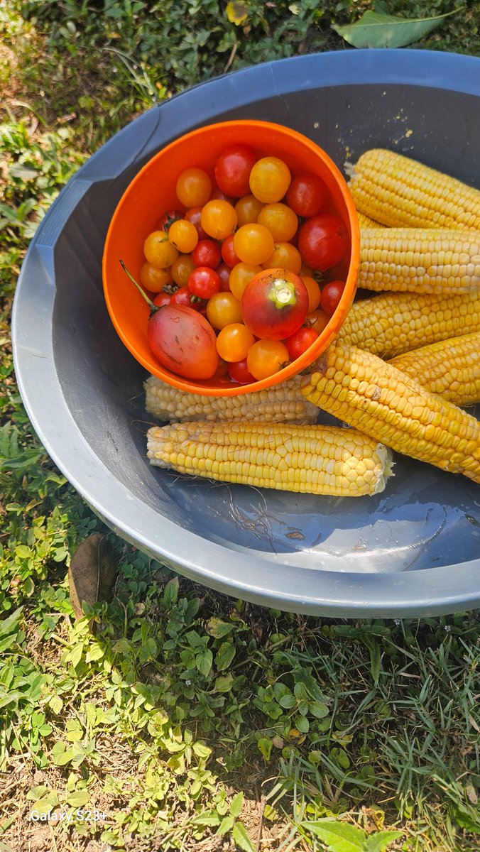 MChimuka71's tweet image. Happy #Labour Day all!!!
5Km walk, #yoga and #fresh produce from the garden, ripened by the #Zambian 🌞
#nature at it's best in beautiful #Zambia 🇿🇲