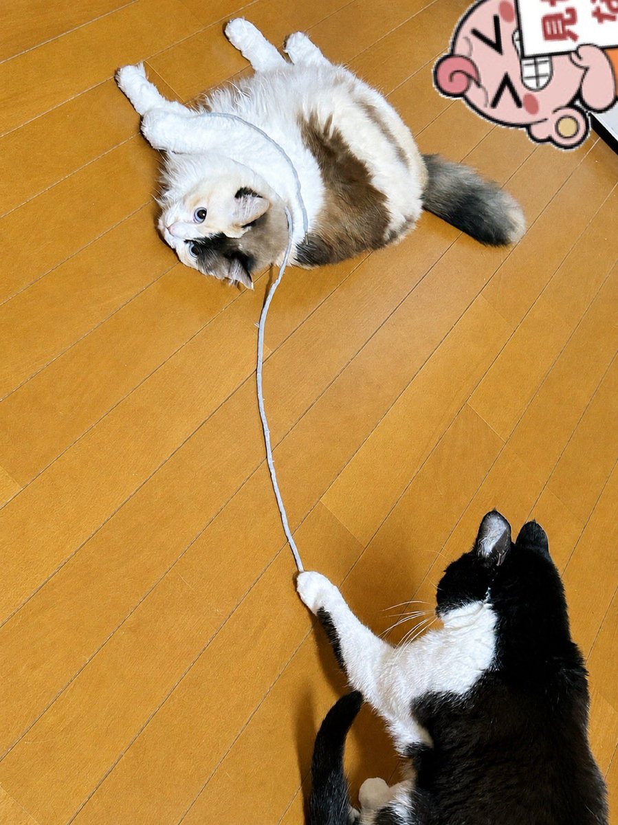 だふぃ tweet media
