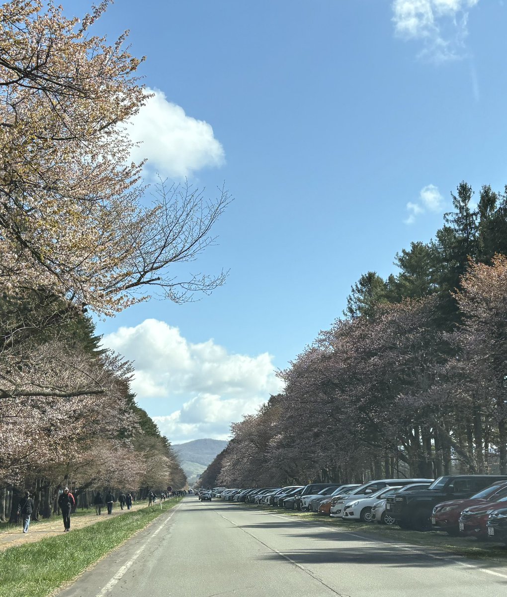 MymemoryCurrent's tweet photo. 昨日のうちに二十間行っておいてよかったー
今日の雨でもう桜は散っちゃうのかな…

あと1週間早ければ満開だったと思われる
少し遅かったー https://t.co/hr8iojNlW5