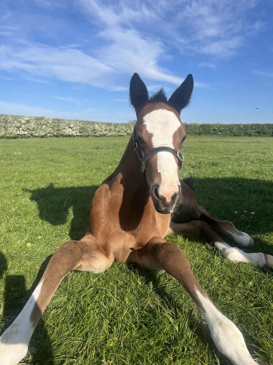 Brookside Stud tweet media