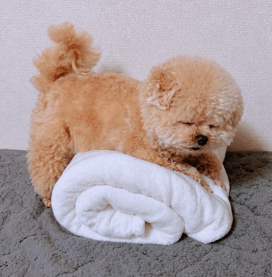 ポメプーふわちゃん tweet media