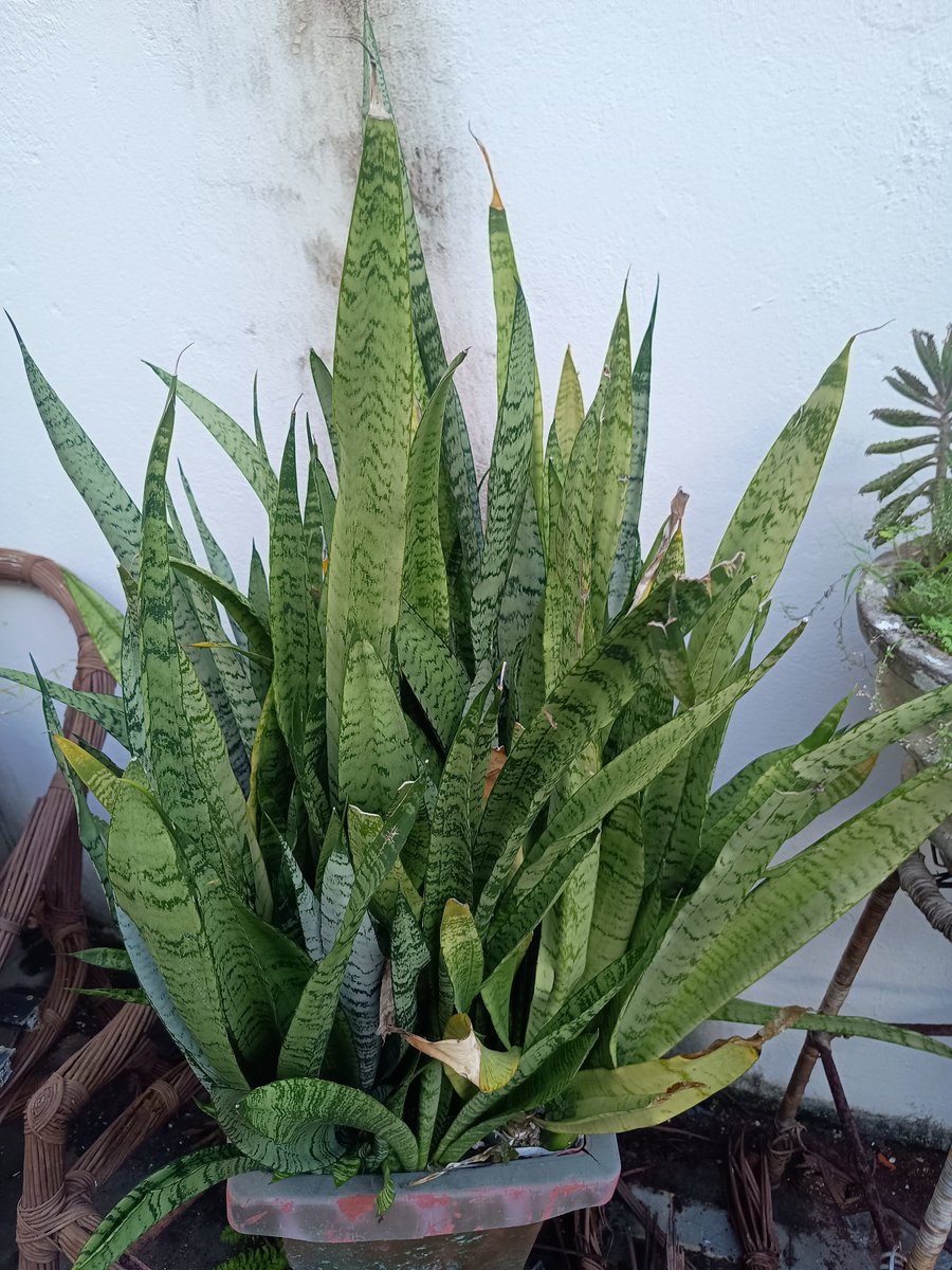 pedrodantas's tweet photo. Nada como uma rara experiência de "Escala 4x3" pra reparar com atenção, que tá rolando plantio de milho em caqueiro 😃
E minhas Espadas de São Jorge 😃
E essas flor Roxa, aí 🤷🏻♂️
@Rafayse @Matrix1__ @raulsscardoso @MeuRefugioNerd
07:00 #Eurus https://t.co/Fvx9RJqEG7