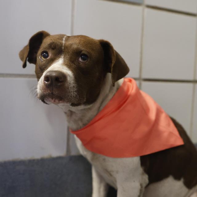 pups_in_need's tweet image. #SanAntonio #TX
ACS Shelter
#AdoptDontShop
#Rescue
#adopt
#Foster
#shelterdog
Save A Life 🌿 
URGENT TODAY
Sweet girl🥇
4 years
🌼Pet id A805120
Pls Email-
acsadoptions@sanantonio.gov
acsrescue-foster@sanantonio.gov
Foster given free pet food, vet care
youtu.be/v1FVNTvsm-M?si…
