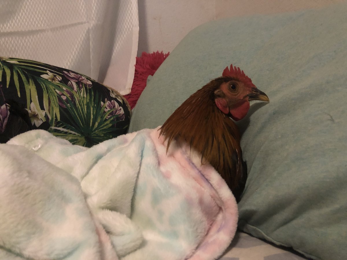 chicken boy 🐓 tweet media