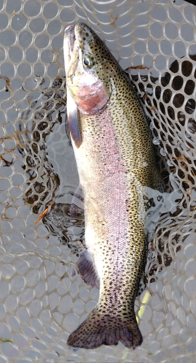 きくち ルアーフィッシング KIKUCHI LURE FISHING tweet media