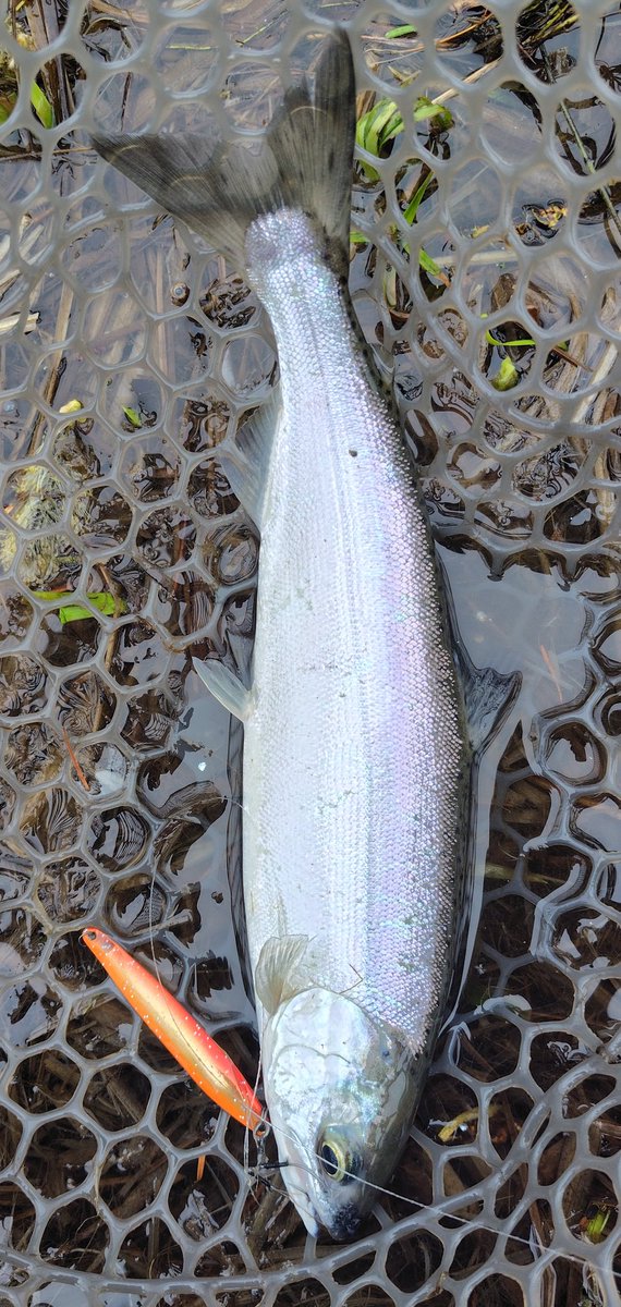 きくち ルアーフィッシング KIKUCHI LURE FISHING tweet media