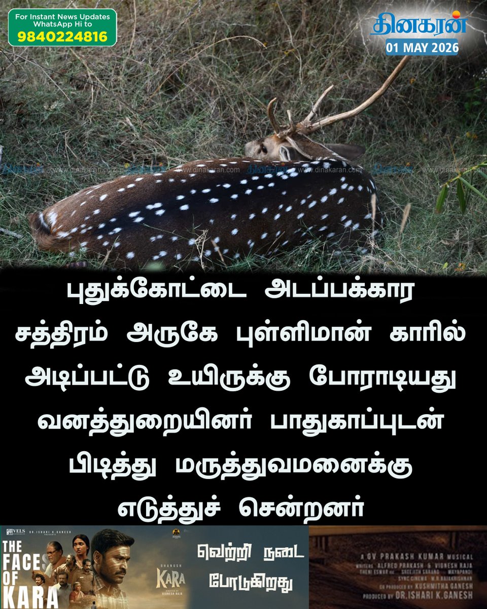 DinakaranNews's tweet image. புதுக்கோட்டை அருகே புள்ளிமான் காரில் அடிப்பட்டு உயிருக்கு போராடியது வனத்துறையினர் பாதுகாப்புடன் பிடித்து மருத்துவமனைக்கு எடுத்துச் சென்றனர் #Pudukkottai #deer #DinakaranNews