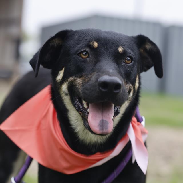 pups_in_need's tweet image. #SanAntonio #TX
ACS Shelter
#AdoptDontShop
#Rescue
#adopt
#Foster
#shelterdog
Save A Life 🌿 
URGENT TODAY
Sweet girl🥇
3 years
🌼Pet id A805135
Pls Email-
acsadoptions@sanantonio.gov
acsrescue-foster@sanantonio.gov
Foster given free pet food, vet care
youtu.be/iahNVoRxowg?si…