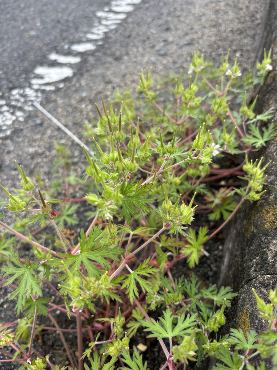 pan_wada's tweet photo. 今日、道端で見つけた草、アメリカフウロ。
子供の頃、「目薬ぃー！」とか言って潰して、出できた水分を目に入れてたw

今では考えられん遊びしてたな笑
そのお陰か分からんけど、未だに視力は良いです。

ロックバランシングは、少しずつ上達しております笑笑

#ロックバランシング #アメリカフウロ https://t.co/swo5X5D66p