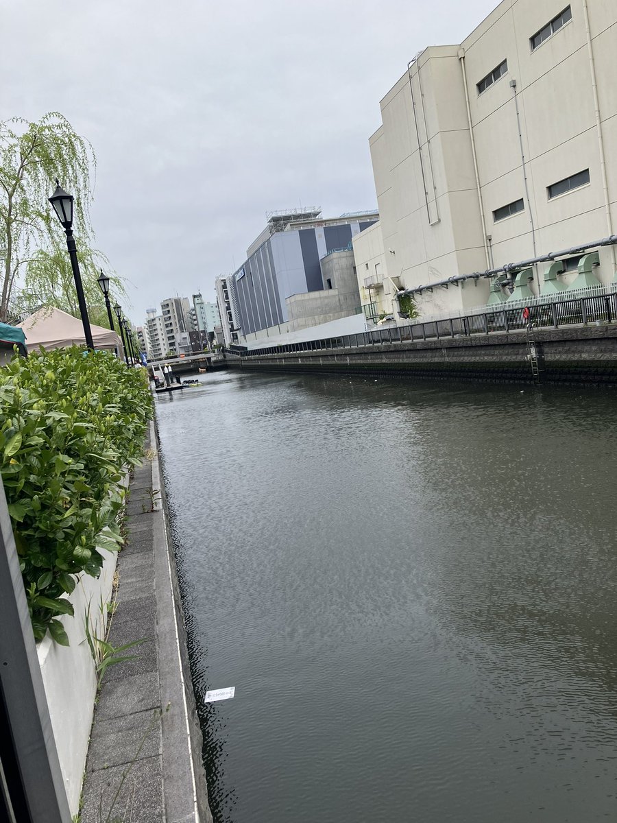 yamaza_kieisen's tweet photo. 明後日はスカイツリーの麓にいます！
画像は去年風で飛ばされて川に流れて行ってしまった「猫は百薬の長」
今のところ風強い予報なので、気をつけます！ https://t.co/NhtpOQnRrE