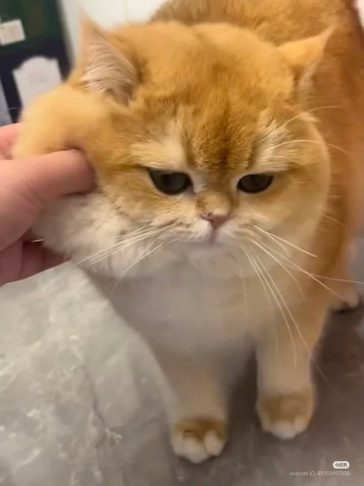 No Context Cats tweet media